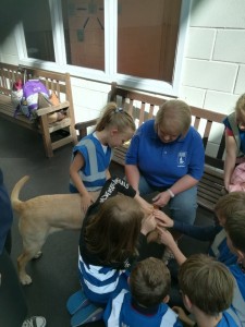 Guide dogs 2